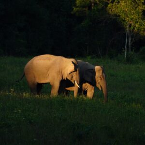 Full Day Hiking + Night Safari