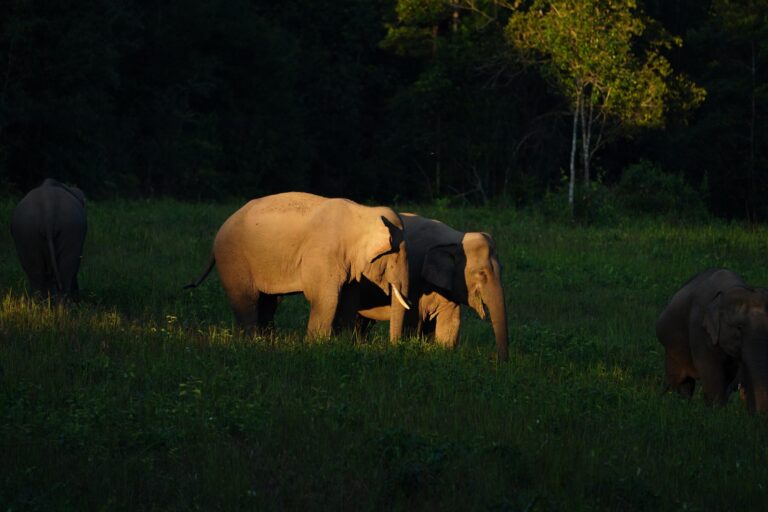 Full Day Hiking + Night Safari