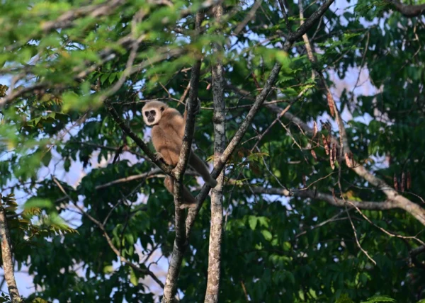 1 Day Birds Watching