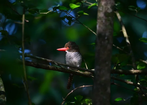 1 Day Birds Watching