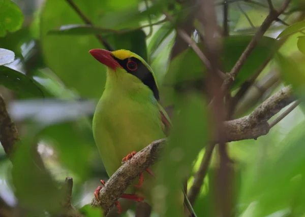 1 Day Birds Watching