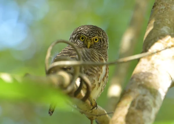 1 Day Birds Watching