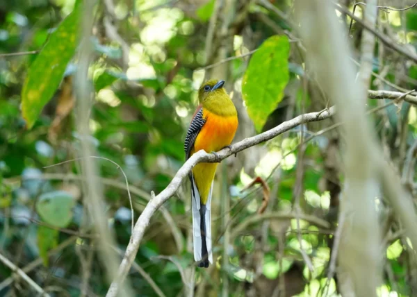 1 Day Birds Watching