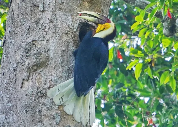 1 Day Birds Watching