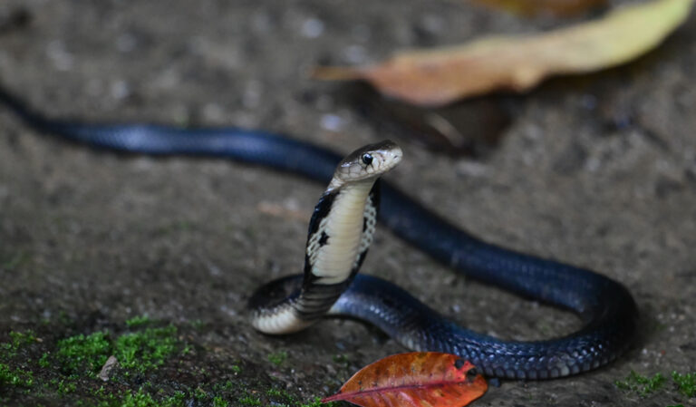 Khao Yai National Park